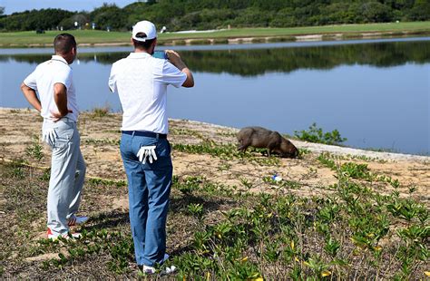 But this month, the fields in the men's and women's golf competitions at the olympics will feature golfers from 41 different countries. Olympic golfers sharing course with world's largest rodents