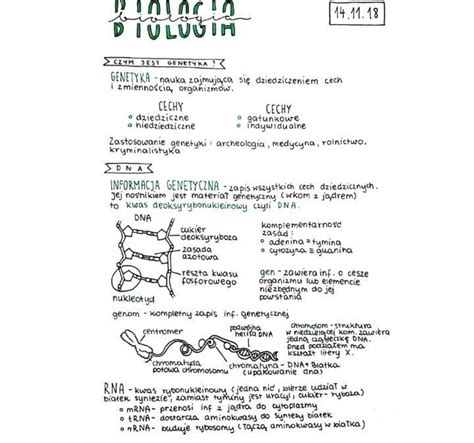genetyka | Biology notes, School homeschool, School notes