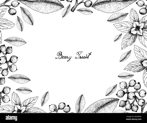 Berry Fruit, Illustration Frame of Hand Drawn Sketch of Carallia ...