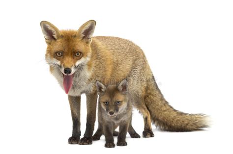 Mother Fox With Her Cub 7 Weeks Old Stock Image Image Of People
