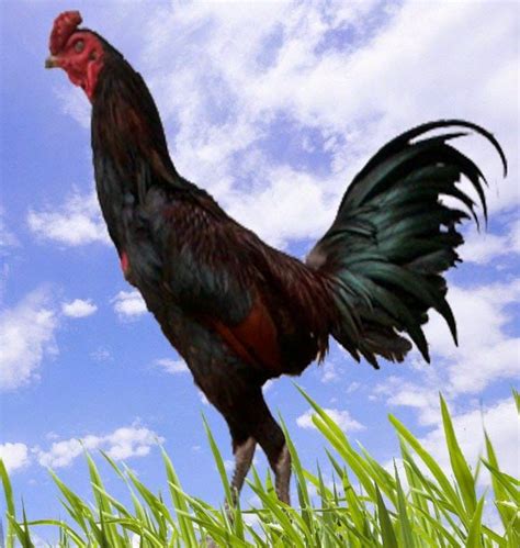 Gambar Ayam Ninja - School Booster