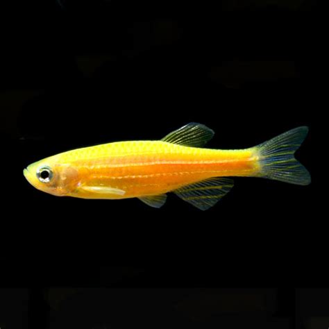 Glofish Danio Rerio Tropical Fish For Freshwater Aquariums