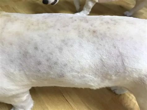 Black Spots On Dogs Skin Images And Photos Finder