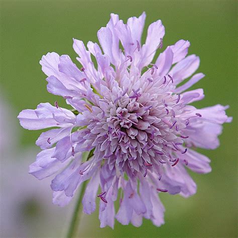 Buy Field Scabious Knautia Arvensis Delivery By Waitrose Garden In