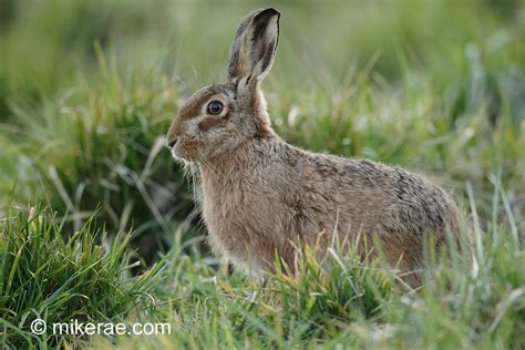 Brown Hare Sitting Evening Hay Meadow Suffolk Lepus Eur Flickr