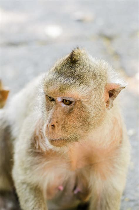 Baby Monkeys Are Curiouschonburi Stock Image Image Of Safari