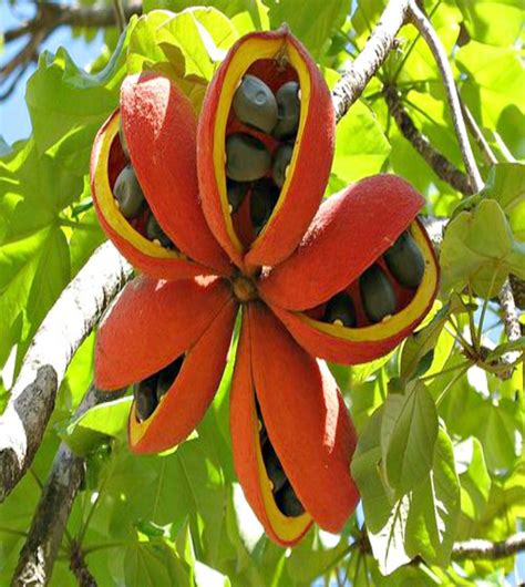 Are regular fruits and veggies boring to you? Pin on Trees ⓛⓞⓥⓔ ⊱╮⊱╮ ღ
