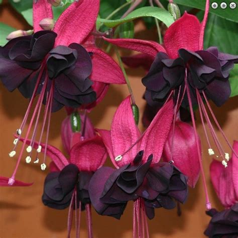 Hızlı Gönderim 9 Luk Saksıda Blacky Siyah Renkli Küpe Çiçeği