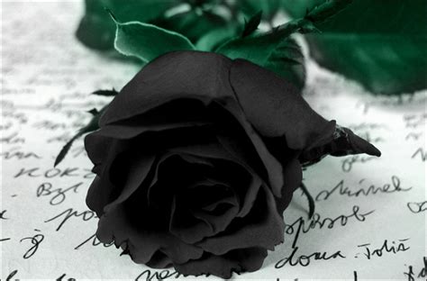 Black roses (roses of black colour) do exist in nature, but nevertheless, they are often featured in fiction with many different meanings and titles the colour of a rose may be deepened by placing a black rose in a vase of water mixed with black ink. Black Rose: Beauty that does(not) exist