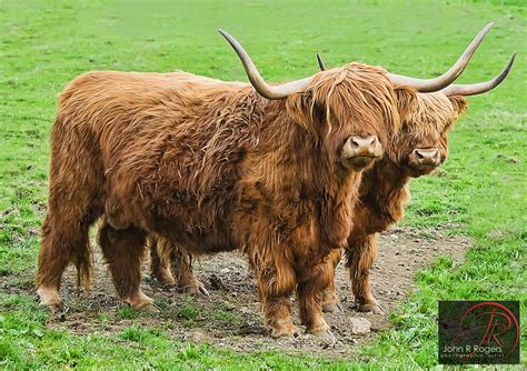 See more ideas about animals, long tail, tailed. Highland Cattle (Hippie Longhorns) | Flickr - Photo Sharing!