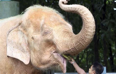 The Rare Birth Of A White Elephant Announced In Burma Time News