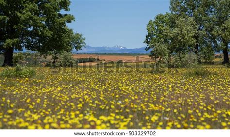 Spring Forest Landscape Ground Full Yellow Stock Photo Edit Now 503329702