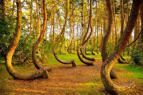 Top 10 Most Amazing Trees In The World Depth World