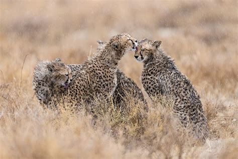 Endangered Cheetahs Snapped In Award Winning Photos Bbc News