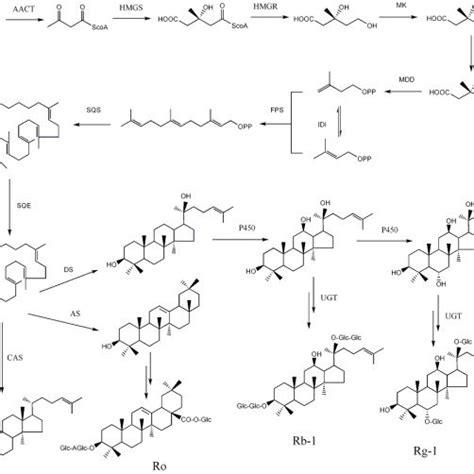 Putative Ginsenoside Biosynthetic Pathway In American Ginseng Aact Download Scientific