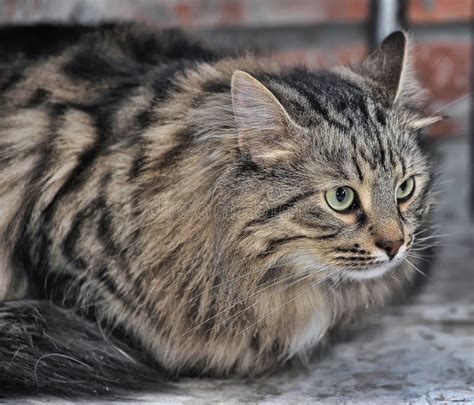 Tabby Norwegian Forest Cat Stock Photo Image Of Aspirations 34726666