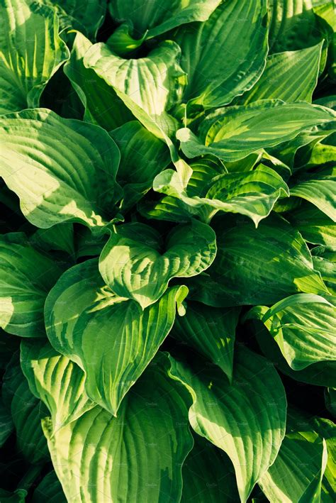Large Green Leaves Of A Garden Plant Garden Plants Plants Green Leaves