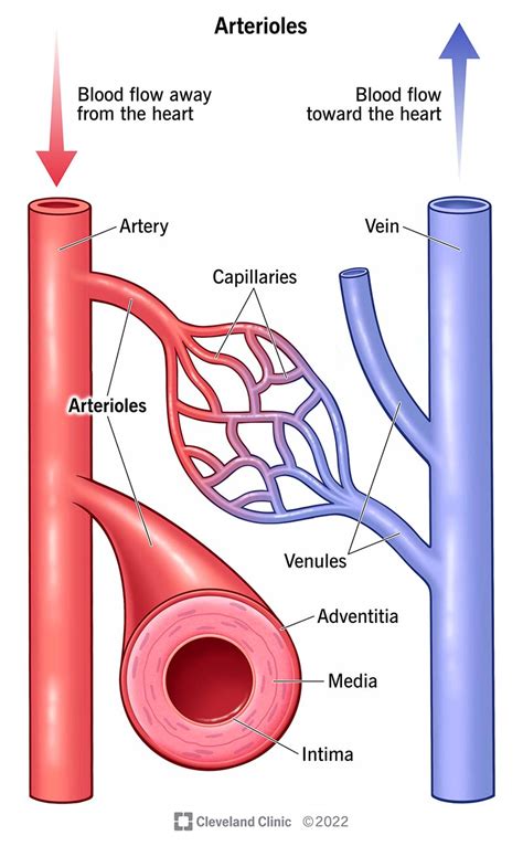Arteries Veins And Capillaries