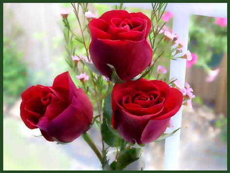 Beautiful Rose Red Rose Flowers Red Rose Wallpapers