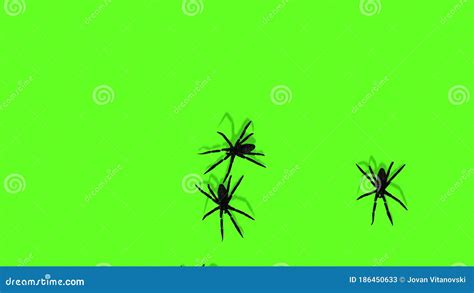 Spiders On Green Screen Creepy Crawling Stock Video Video Of Chroma
