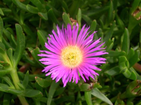 Unfortunately none of these are currently available for flower delivery in. St.Kilda Indigenous Nursery Co-Op - Melbourne