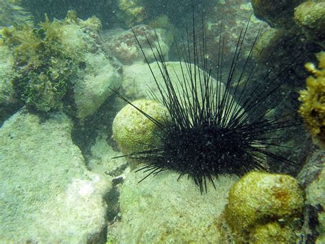Long Spined Sea Urchin Diadema Antillarum At Munson Roc Flickr