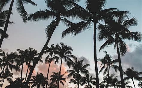 Hd Wallpaper Palms Tropics Backgrounds Trees Sky Download