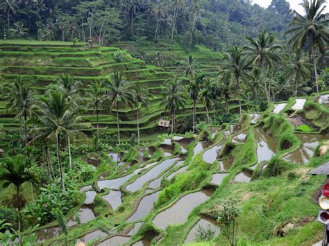 Gambar : pemandangan, bunga, lembah, hijau, rimba, botani, pertanian