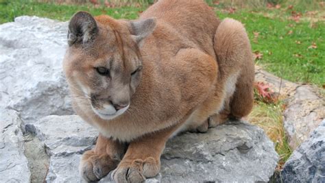 View Royal Cougar Sighting Prompts Hold And Secure Protocol At