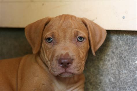 American pitbull blue nose puppies. Red Nose/Blue Nose Pitbull Puppy | Puppy Love! | texbeck | Flickr