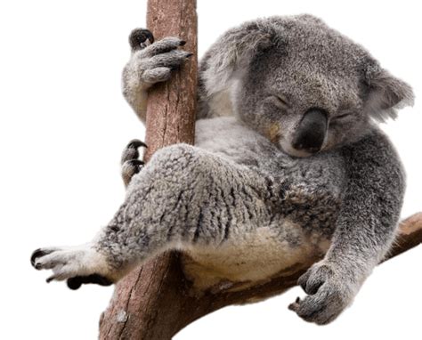 Baixar Napping Koala Bear In Eucalyptus Tree Png Transparente Stickpng