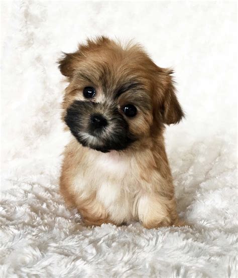 Top 95 Pictures Images Of Morkie Puppies Sharp