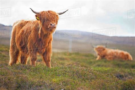 Highland Cattle On Scottish Moor Stock Photo Dissolve