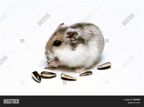 Dwarf Hamster Eating Image And Photo Free Trial Bigstock