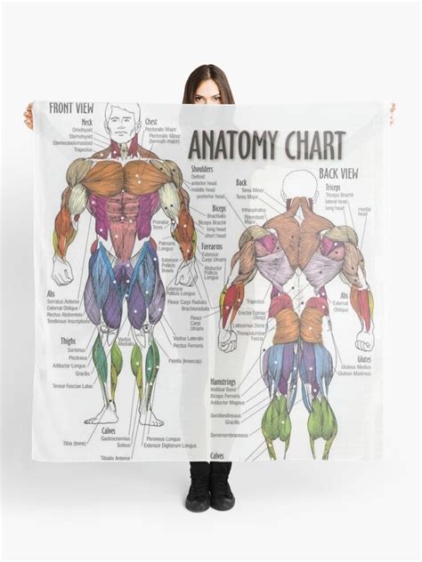 Muscle Chart Back Скачайте векторную иллюстрацию Muscle Chart With