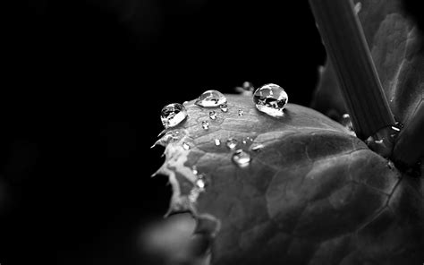 Wallpaper Leaf Drop Dew Black And White 1920x1200 Coolwallpapers 1046864 Hd