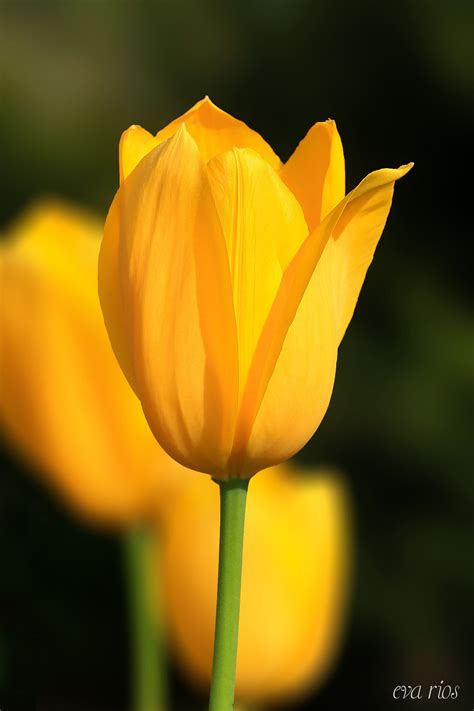 Yellow Tulip Null Tulipanes Amarillos Hermosas Flores Flores De