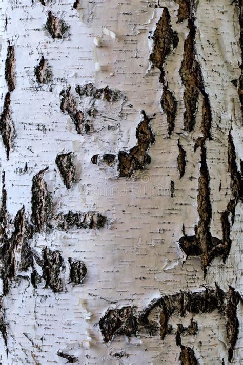 Texture Of Birch Bark Background Stock Image Image Of Natural Bark