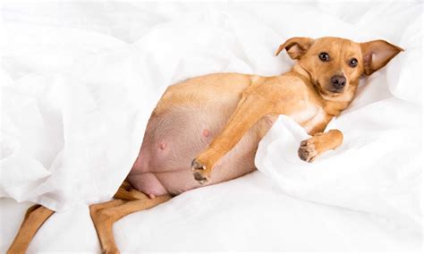 Pin On Dog Pregnancy Tips