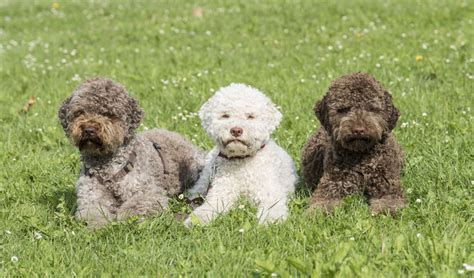 #thegladds #fearthegladds #writersofinstagram #writer #beer #reading #readmore #wasserhundbrewingcompany #wasserhund lionsgate yelp theellenshow jimm pic.twitter.com/oye5gzor9n. Lagotto Romagnolo - Lagotto Berlin