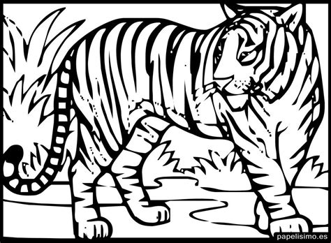 Tigre Blanco Para Colorear Tigre Para Dibujar Tigre Para Colorear