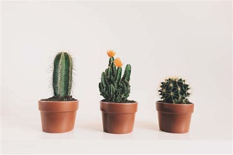 Cactus Plant Care Guide The Indoor Gardens