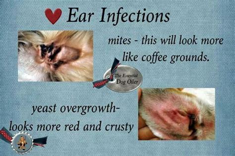 Ear Mites Or Infection Pet Health Care Pet Health Ear Infection