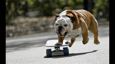 Funny Dog Compilation 2015 Skateboarding Dog Youtube