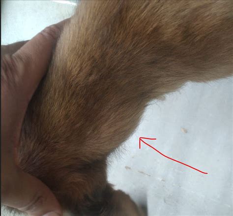 Lump On The Neck Of My Puppy Should I Be Concerned German Shepherds
