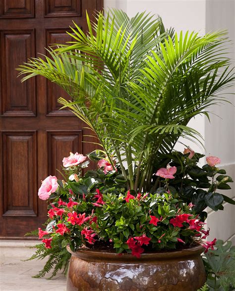 8 Outdoor Potted Palms You Can Add To Your Garden The Garden Hows