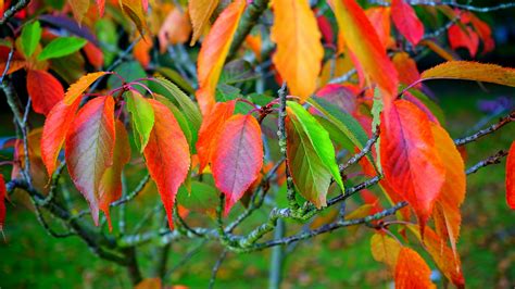 Close Up Photo Of Red Leafed Tree · Free Stock Photo