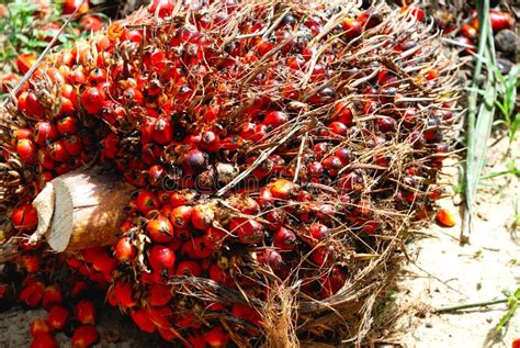 Oil Palm Seed Stock Photo Image Of Food Agriculture 9267476