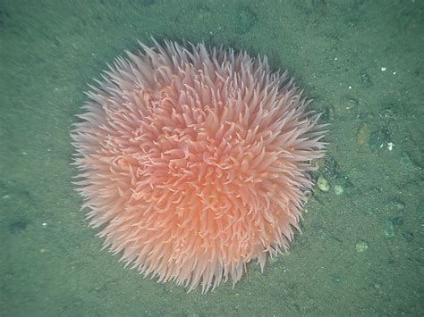 Sea Anemone Info Photo 2