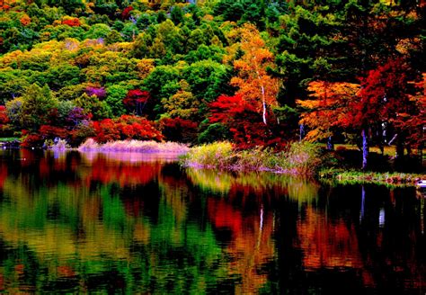 Autumn Forest Reflection